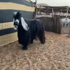 تيس فحل