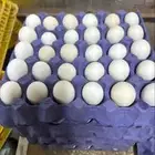 بيض مخصب مشكل فيومي و بلدي