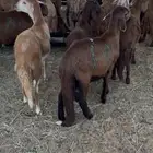 طليان بهم سواكن للبيع