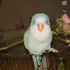 ببغاء كويكر للبيع