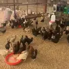 دجاج بلدي