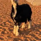 رخل نجديه صنف
