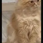 للتبني طريف انثى