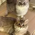 قطط صغيرة كيتنز