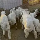 طليان جذعان من مراحنا نضيفة ومشروطة ماخذه التطعيمات كامله