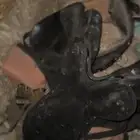 سرج ستيتوس مع لباده وحزام بطن