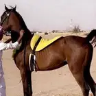 للبيع حصان سبوق