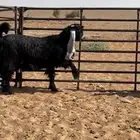 للبيع جفرات عوارض