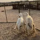 طليان جبرة للبيع