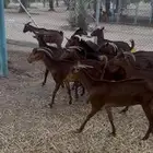 معزا جنوبيه حمر