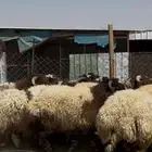 جذعان أنعيم فاخره اللبييع