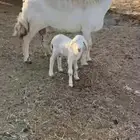 شاه صنف سنها سديس تحتها خروف رايم شرط وديدها سليم(تم البيع)