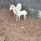 جذعه