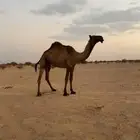 بكره حقه