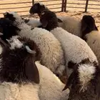هرافي نعيم