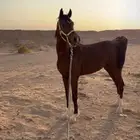 حصان شعبي