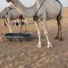لبيع عشرا طيبه وضحاء ثون تحتها بكره طيبه وناقه بدوي نظيفه