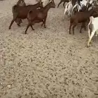 معزا حص العدد 30 فحلها ولد منها 13 عليها 17 الباقي حصب