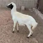 خروف رفيدي