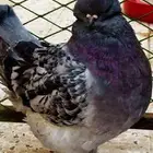 انثى حمام كنق مستوا مستوا