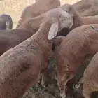 تيوس وسواكن وحري ونجد طائفية