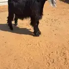 للبيع جفرهه عارضيه خصمم