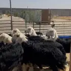 ذبايح نجدي بري نظيف