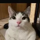قطط تبني