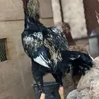ديك باكستاني سندي العمر سنه وأربع شهور الصحه شرط