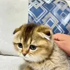 قطط سكوتش