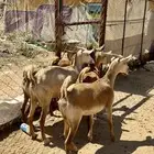 معزا