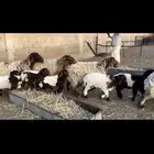 غنم مطافيل نعيم