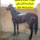 حصان سبوق