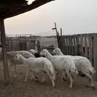 ضان طيبة