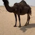 للبيع لقحه مجهم
