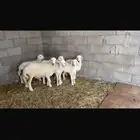بهم تربيه
