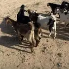 28 تيس للبيع