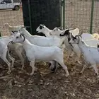 معزا بيشيات طيبة