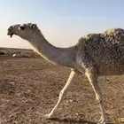 ناقة السن رباع