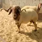 فحل صاف شرط القريع