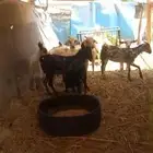 تيوس للبيع