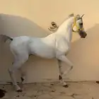 للبيع حصان شيخ