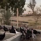 رومي