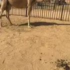 لقحه حمرا ثنيه