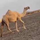 للبيع لقحة شقحا