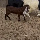 تيس لباني مغلق