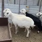 ضان حبص مراح طيبة