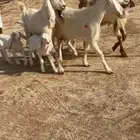 معزا مواليد اشباب