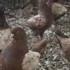كنق احمر ارجنت