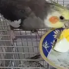 السلام عليكم ورحمة الله وبركاته ماشاء الله زوج كروان منتج